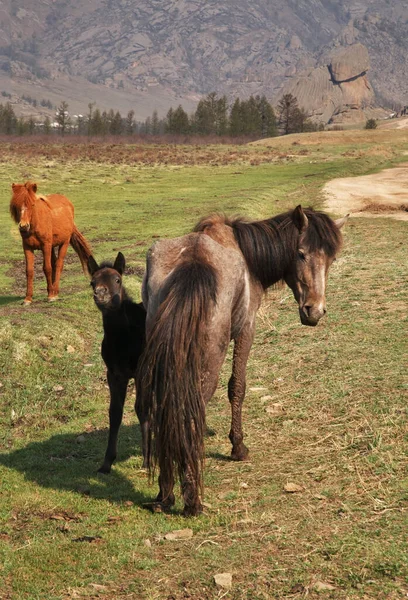 Park Narodowy Gorkhi Terelj Mongolia — Zdjęcie stockowe