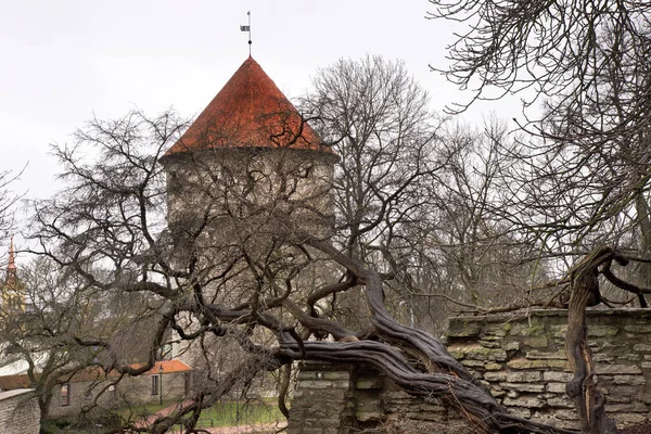 Kiek Wieży Kok Tallinie Estonia — Zdjęcie stockowe