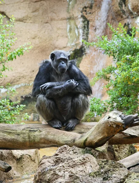 プエルト クルスにあるロロ公園の猿 テネリフェ島 スペイン — ストック写真