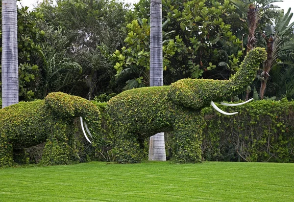 Loro Park Puerto Cruz Teneryfa Hiszpania — Zdjęcie stockowe