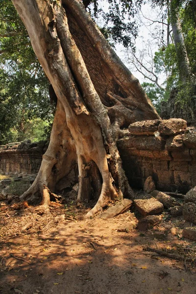 Prohm Temple Angkor Siem Reap Province Cambodia — Stock Photo, Image