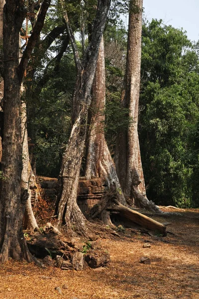 Prohms Tempel Vid Angkor Siem Reap Provinsen Kambodja — Stockfoto