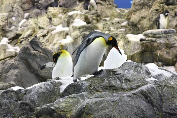 Penguins Loro Park Puerto Cruz Tenerife Spain Stock Photo