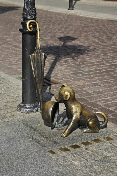 Статуя Собаки Профессора Файлуса Торуни Польша — стоковое фото