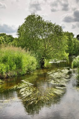 Siauliai yakınlarında orman ve nehir. Litvanya