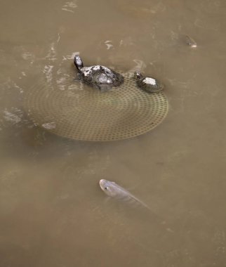 Hong Kong 'daki Üniversite Parkı. Çin