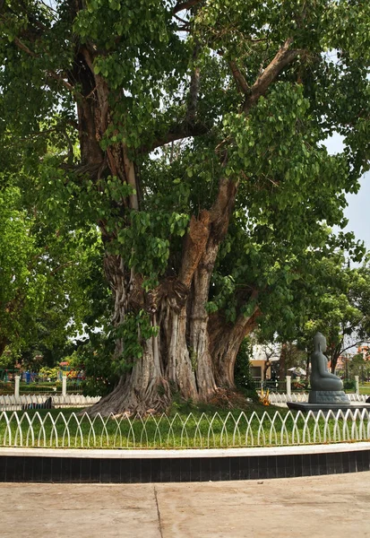 Old Tree Wat Botum Park Phnom Penh Cambodia — Stock Photo, Image