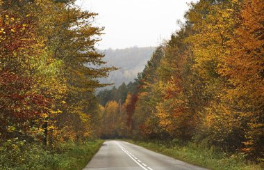 Leluchow yakınlarındaki manzara. Polonya