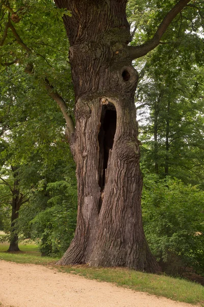 Old Tree Park Von Muskau Park Muzakowski Bad Muskau Unesco — Stock Photo, Image