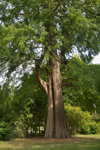 Старое Дерево Парке Фон Мускау Парк Музаковского Недалеко Бад Мускау — стоковое фото