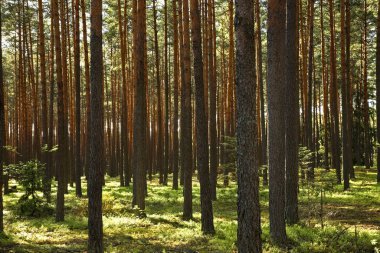Gorecko Koscielne yakınlarındaki manzara. Polonya