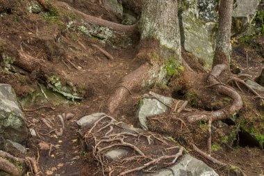 Ruskeala köyü yakınlarındaki manzara. Sortavala bölgesi. Karelia Cumhuriyeti. Rusya
