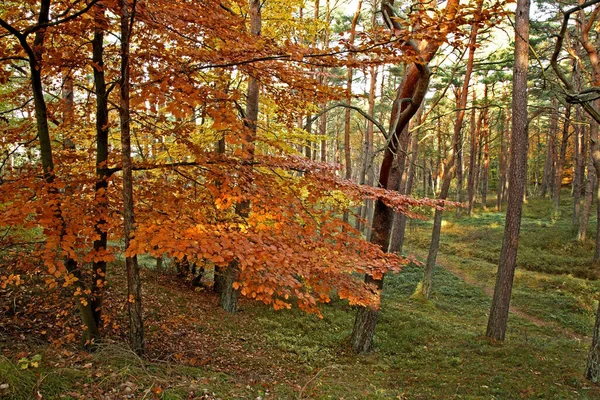 Landschap Bij Ustka Polen — Stockfoto