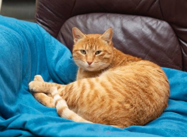 Mavi bir battaniye ve deri koltukta yatan kızıl saçlı kedi.
