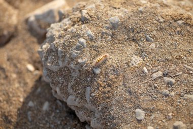 Kum ve taşlarda sürünen tüylü sarı-kırmızı larva.