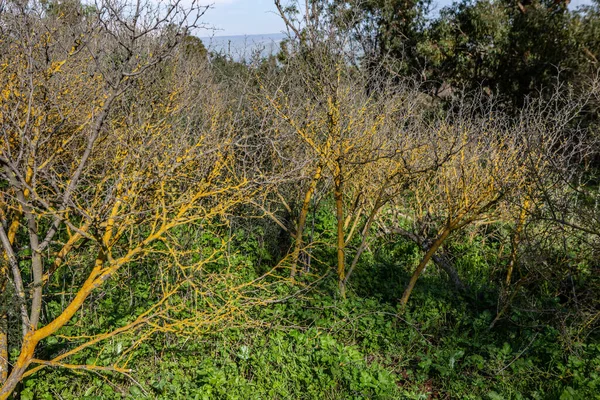 Árvores Amarelas Grama Verde — Fotografia de Stock
