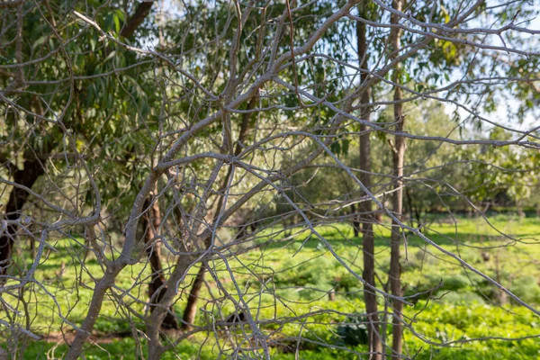 Ramos Árvores Campo Verde — Fotografia de Stock