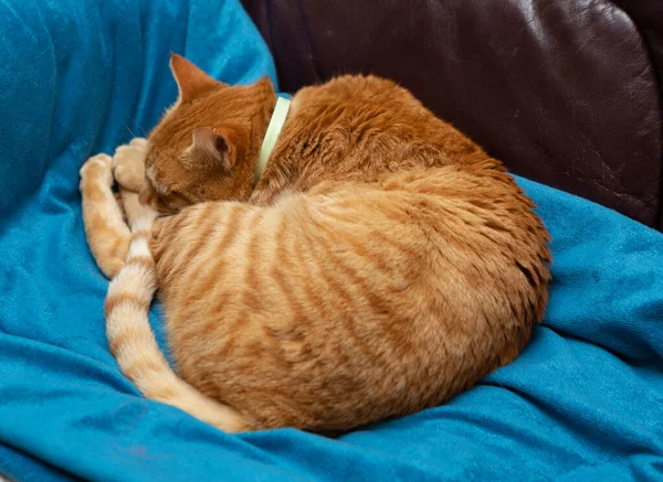 Рыжая Кошка Лежит Синем Одеяле Кожаном Диване Стоковая Картинка