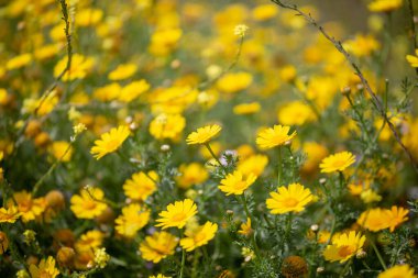 Sarı kır çiçekleri tarlası