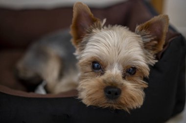 Kırpılmış Yorkshire Teriyeri beşiğinde dinleniyor ve... Doğrudan kameraya bakıyor.