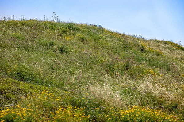 Холм Цветущих Полевых Цветов Травы — стоковое фото