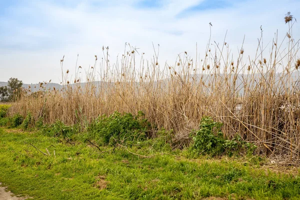 Green Field Reeds Views Mount Hermon Hula Nature Reserve — Stock Photo, Image