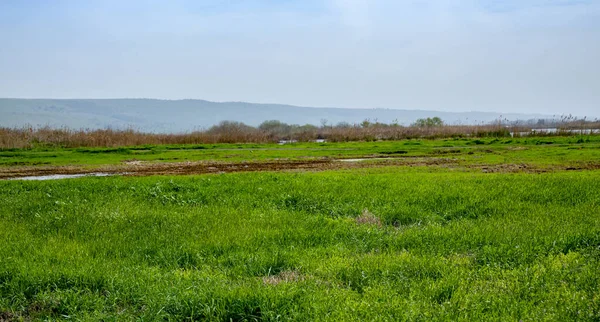 Green Fields Reeds Lakes Mountains Hula Nature Reserve North Israel — Stock Photo, Image