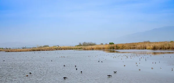 Agmon Ahula Jezero Rezervace Pro Stěhovavé Ptáky Výhledem Horu Hermon Stock Obrázky