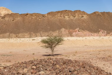 İsrail 'de Timna Vadisi denilen Arava çölünün bir kısmının taşları, dağlarını ve bitkilerini görmek