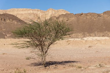 İsrail 'de Timna Vadisi denilen Arava çölünün bir kısmının taşları, dağlarını ve bitkilerini görmek
