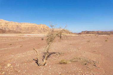 İsrail 'de Timna Vadisi denilen Arava çölünün bir kısmının taşları, dağlarını ve bitkilerini görmek