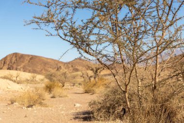 İsrail 'de Timna Vadisi denilen Arava çölünün bir kısmının taşları, dağlarını ve bitkilerini görmek