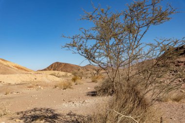 İsrail 'de Timna Vadisi denilen Arava çölünün bir kısmının taşları, dağlarını ve bitkilerini görmek