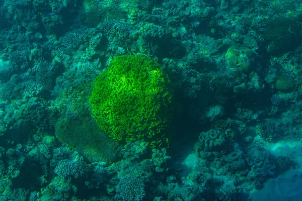 Färgglada Koraller Och Fisk Röda Havet Nära Den Israeliska Staden — Stockfoto