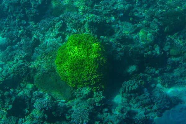 Barevné Korály Ryby Rudého Moře Blízkosti Izraelského Města Eilat — Stock fotografie