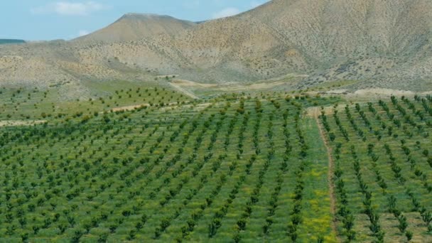 Симетрично посаджені фруктові дерева на зеленому полі серед гір у сонячний день — стокове відео