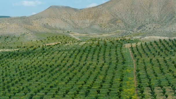 Simetrik dikilmiş meyve ağaçları arasında dağlar yeşil alan güneşli gün — Stok video