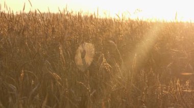 Büyük yuvarlak spiderweb günbatımı ışık ışınları bir çiftlik alanında kulaklara olgun buğday arasında