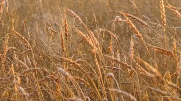 Dos telas redondas de araña en medio del campo de trigo. Tiempo de puesta del sol — Vídeos de Stock