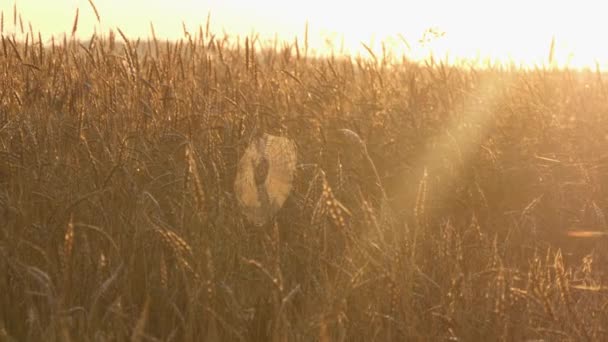 Gran telaraña redonda entre espigas de trigo maduras en un campo agrícola en rayos de luz del atardecer — Vídeos de Stock