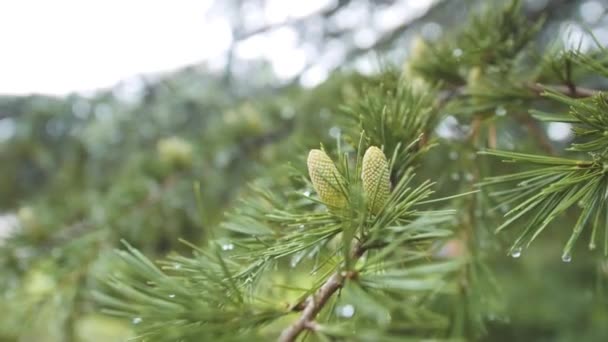 Ramita de pino con conos verdes. Gotas de lluvia cuelgan de las puntas de las agujas. Primer plano. — Vídeo de stock