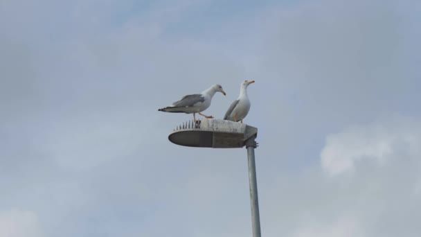 Duas gaivotas do mar cinzentas e brancas em um poste de luz contra um céu nublado — Vídeo de Stock