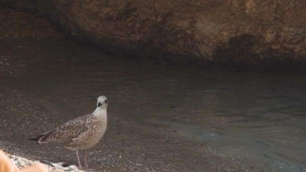 Gabbiano marino femminile pulisce le piume in acqua limpida in grotta ombreggiata — Video Stock