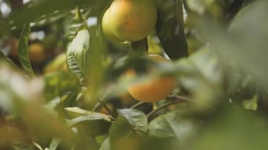 Portakal Mandalina bir ağaç dalı olgunlaşır. Yeşil yaprakları ile atış yukarıya kapatmak