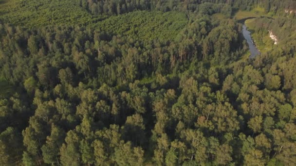 Forêt et rivière sinueuse par temps ensoleillé. Beaucoup d'arbres poussent le long des berges. Plan aérien 