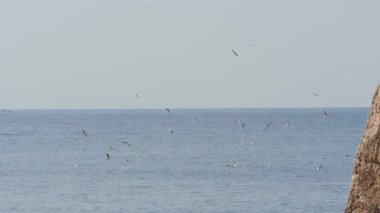 Su yüzeyi üzerinde mavi deniz ve bazı kuşlar float deniz martı sinek sürüsü