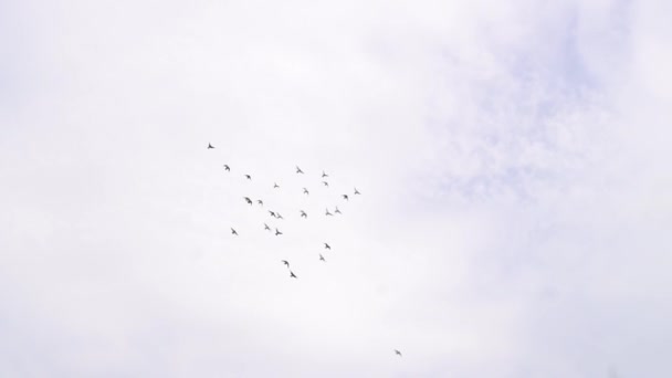 Manada de palomas blancas volando en el cielo nublado. Disparo de mano — Vídeo de stock