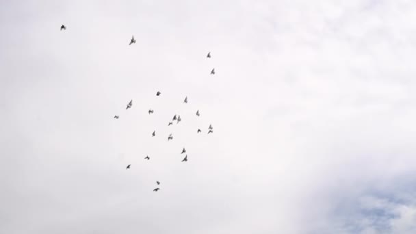 Groep van duiven vliegen onder witte wolk. Handheld schot — Stockvideo