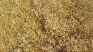 Hava: goldish buğday kulak uçan alan tarım