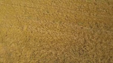 Hava: olgun buğday kulakları goldish alanının üstünde uçan